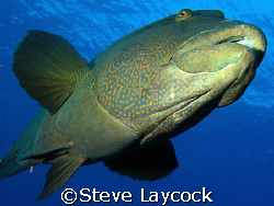 Napoleon Wrasse - Olympus E330 and Epoque 150 strobe by Steve Laycock 